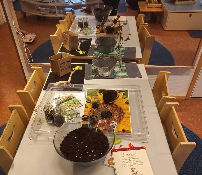 Вивчення життєвого циклу рослини у дитсадку